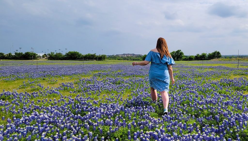 Bluebonnets at Round Rock, Texasonnets