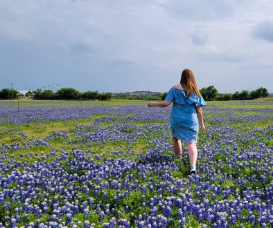 Bluebonnets at Round Rock, Texasonnets